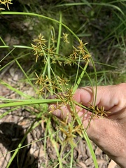 Cyperus sphacelatus