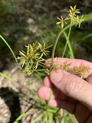 Cyperus sphacelatus