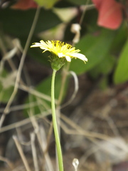 Taraxacum mongolicum
