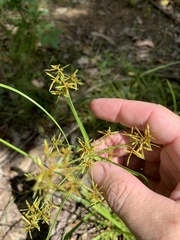 Cyperus sphacelatus
