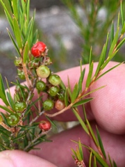 Acrothamnus melaleucoides