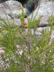 Acrothamnus melaleucoides