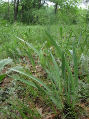 Iris arenaria