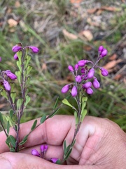 Comesperma retusum