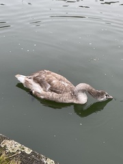 Cygnus olor