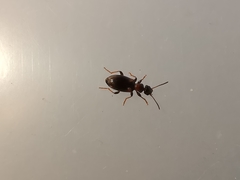 Omonadus formicarius