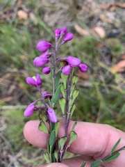 Comesperma retusum