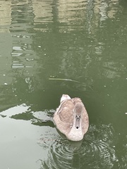 Cygnus olor