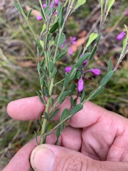 Comesperma retusum