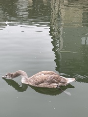 Cygnus olor