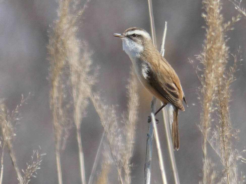 Moustached Warbler