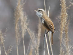 Moustached Warbler photo 1