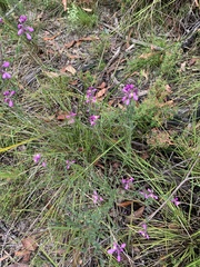 Comesperma retusum