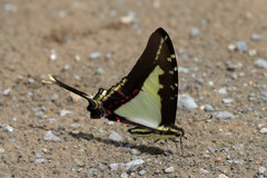 Neographium dioxippus
