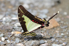 Neographium dioxippus