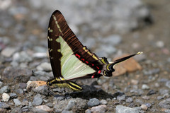 Neographium dioxippus
