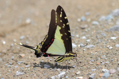 Neographium dioxippus