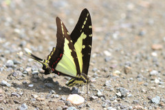Neographium dioxippus