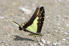 Neographium dioxippus