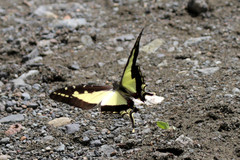 Neographium dioxippus