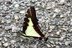 Neographium dioxippus