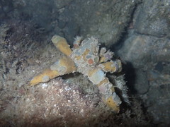 Camposcia retusa