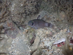 Nectamia fusca