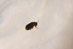 Hadrobregmus pertinax