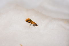 Promalactis procerella