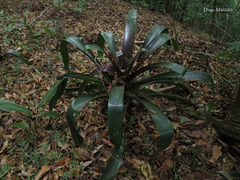 Pseudalcantarea macropetala