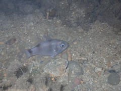 Nectamia fusca