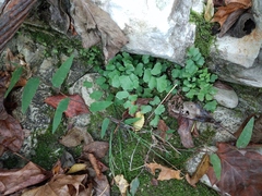 Adiantum capillus-veneris