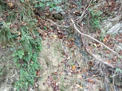 Adiantum capillus-veneris