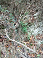 Adiantum capillus-veneris