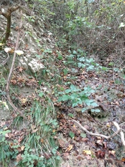 Adiantum capillus-veneris