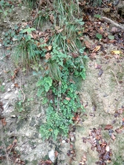 Adiantum capillus-veneris