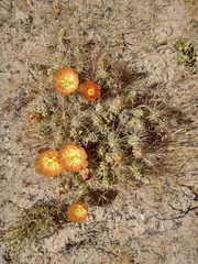 Maihueniopsis hickenii