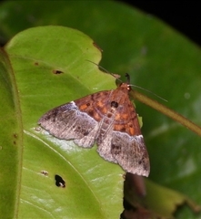 Euphiuche picta