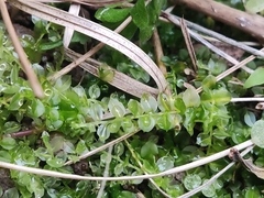 Plagiomnium cuspidatum