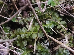 Plagiomnium cuspidatum