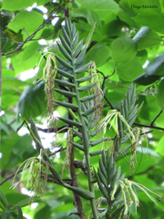 Pseudalcantarea macropetala