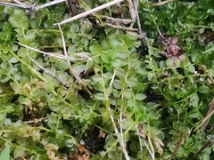 Plagiomnium cuspidatum