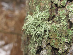 Ramalina europaea