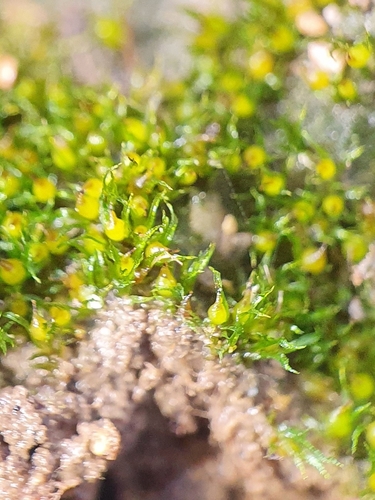 Image of Ephemerum recurvifolium by no rights reserved