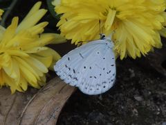 Celastrina argiolus