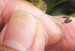 Taraxacum mongolicum