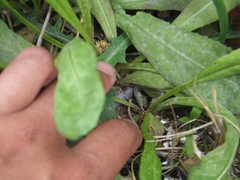 Taraxacum mongolicum
