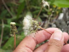 Taraxacum mongolicum