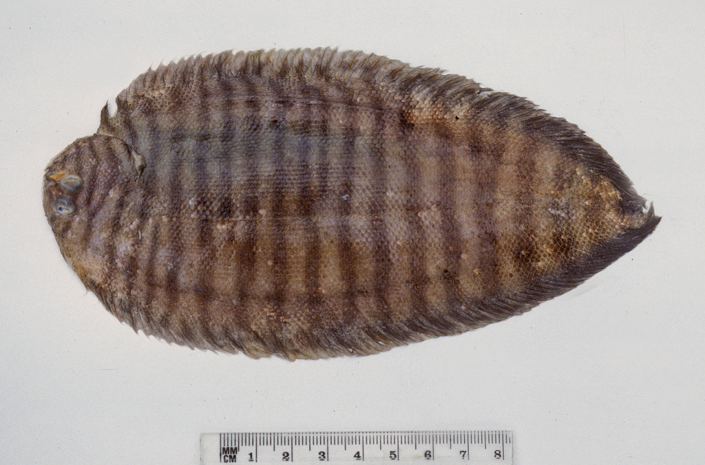 Ladder sole (Zebrias scalaris) — Soleidae