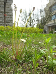 Taraxacum coreanum